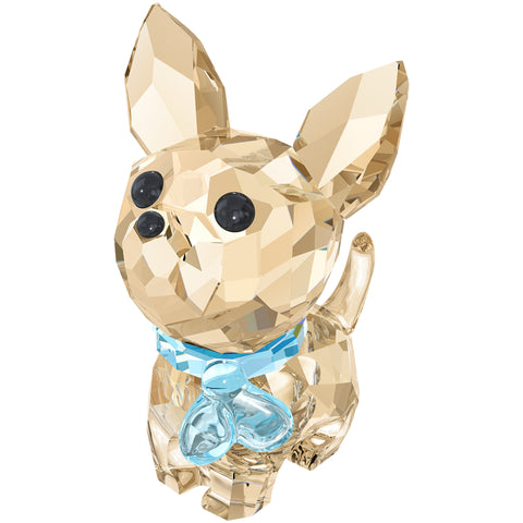 PUPPY-OSCAR THE CHIHUAHUA